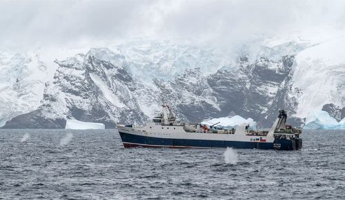 Krill-Fangschiff_Wale