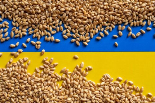 Ukraine-flag-wheat-grain_cr-ADAM-RADOSAVLJEVIC---STOCK.ADOBE.COM_e